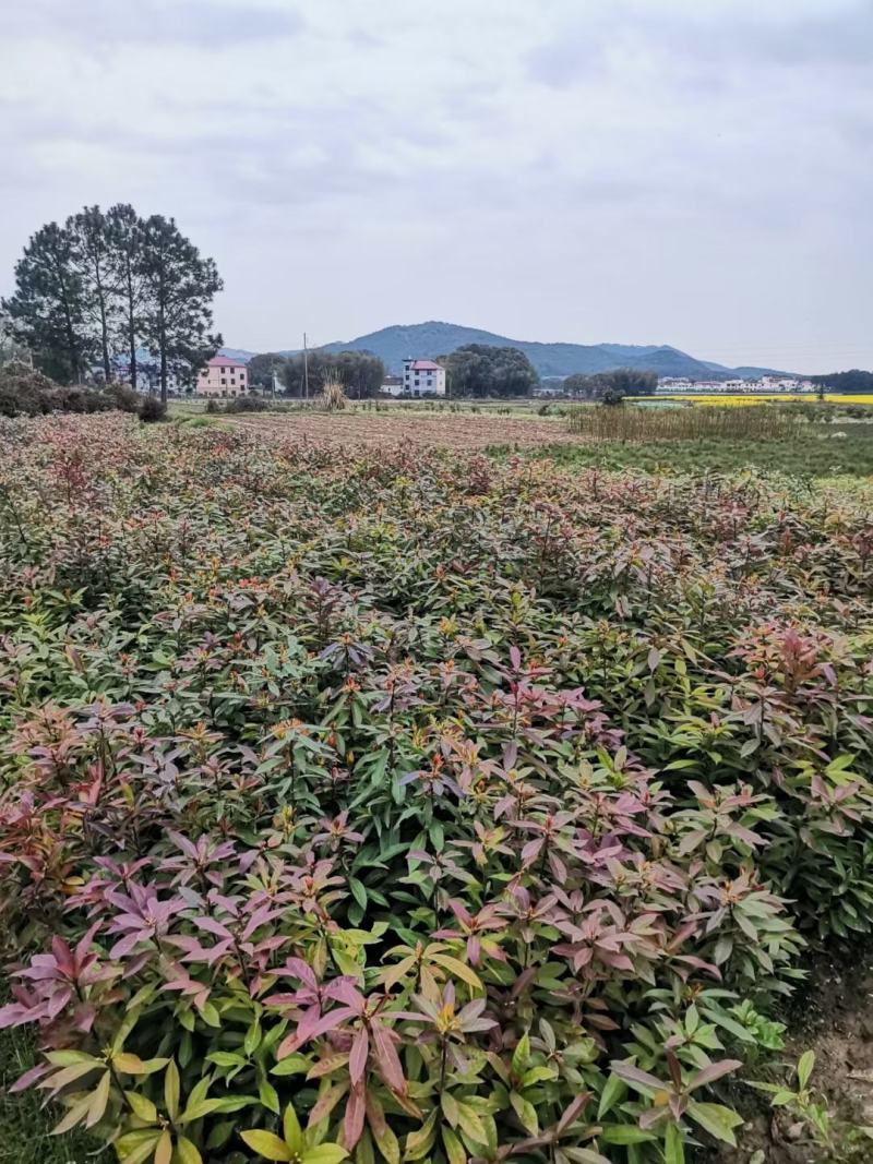木荷苗，一年生裸根木荷苗，江西木荷苗