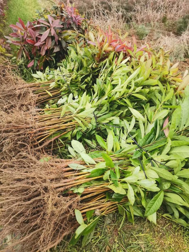 木荷苗，一年生裸根木荷苗，江西木荷苗