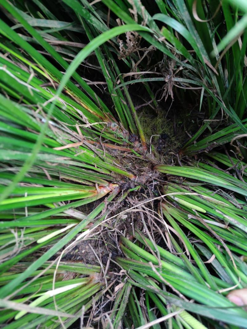 四川宽叶红心石菖蒲苗，基地种植一手货源欢迎采购