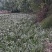 四川宽叶红心石菖蒲苗，基地种植一手货源欢迎采购