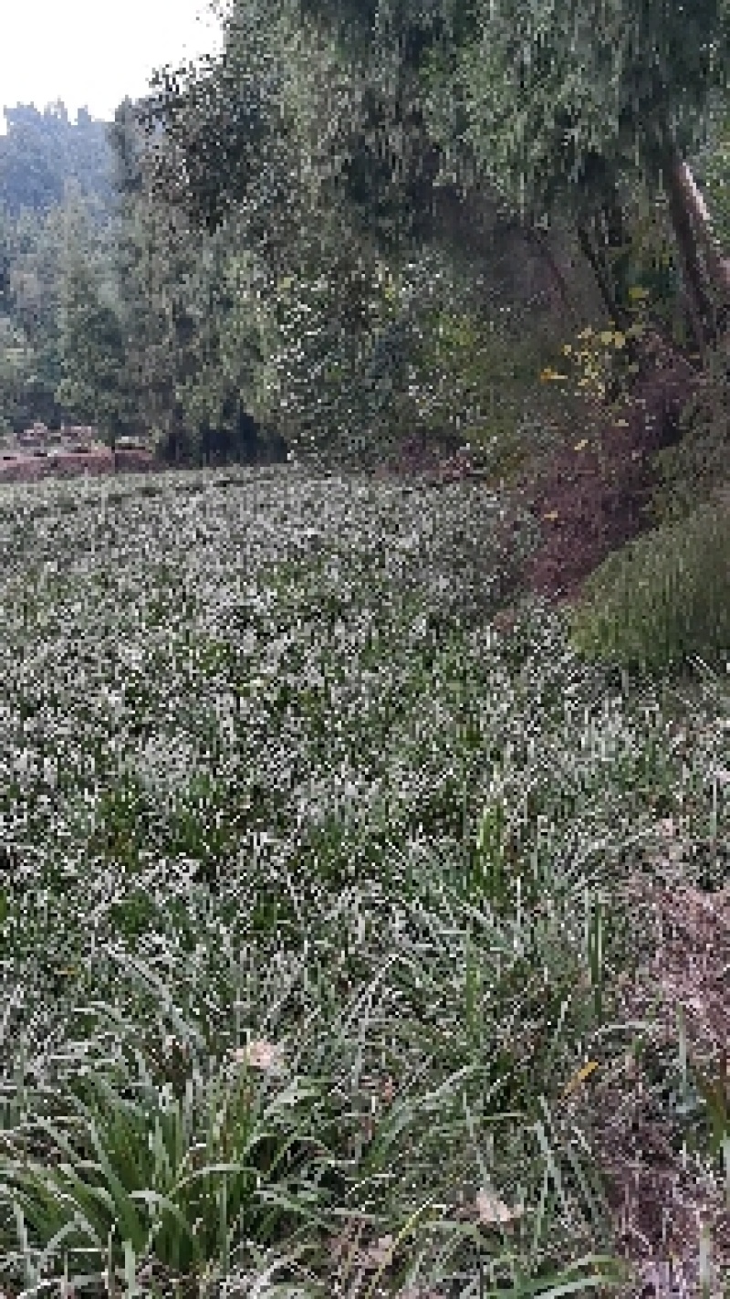 四川宽叶红心石菖蒲苗，基地种植一手货源欢迎采购