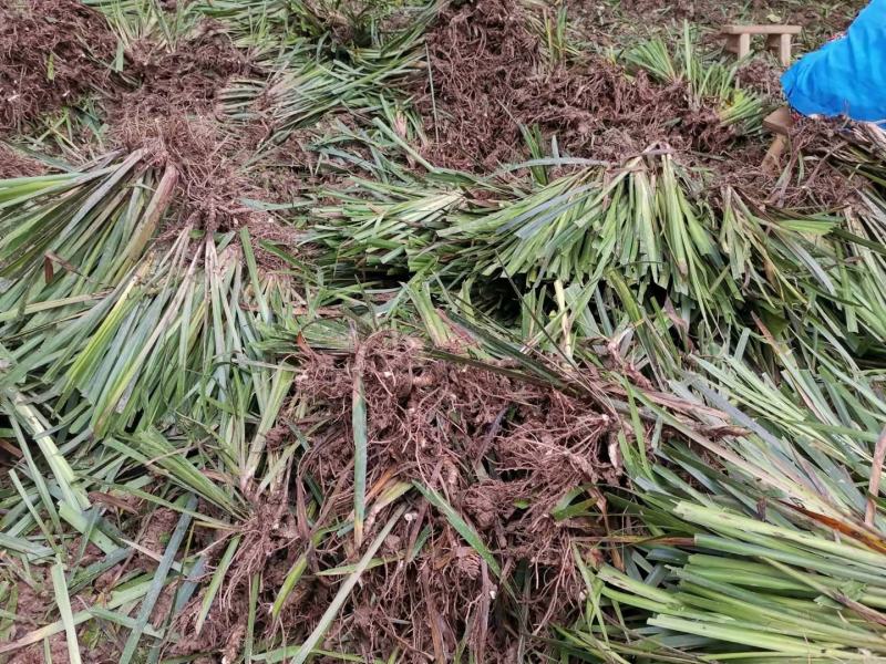 四川宽叶红心石菖蒲苗，基地种植一手货源欢迎采购