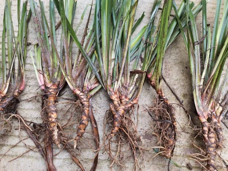 四川宽叶红心石菖蒲苗，基地种植一手货源欢迎采购