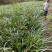 四川宽叶红心石菖蒲苗，基地种植一手货源欢迎采购
