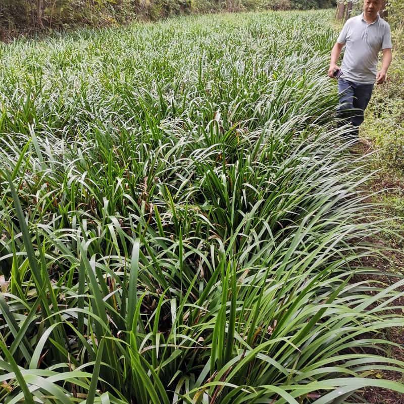 四川宽叶红心石菖蒲苗，基地种植一手货源欢迎采购