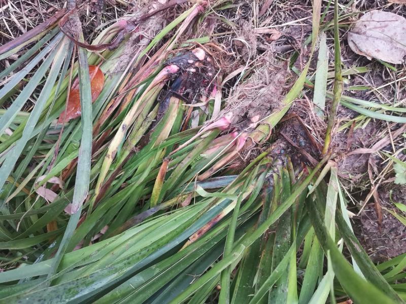 四川宽叶红心石菖蒲苗，基地种植一手货源欢迎采购