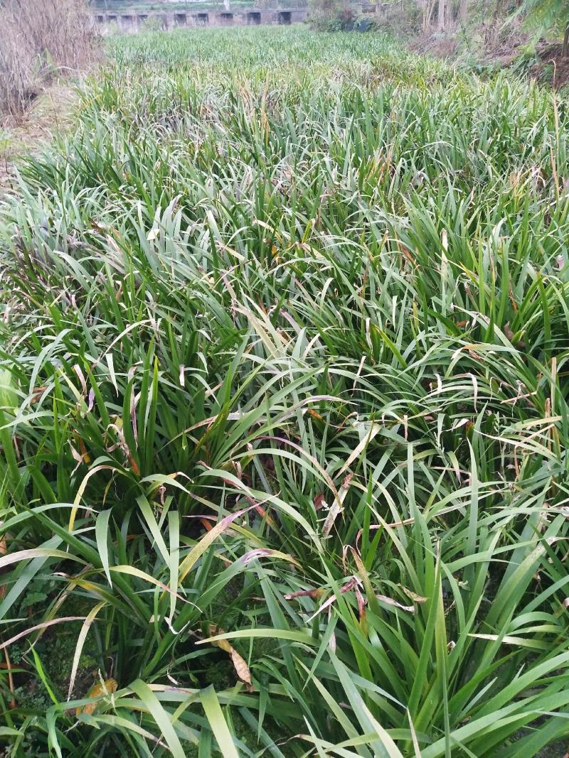 四川宽叶红心石菖蒲苗，基地种植一手货源欢迎采购