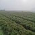 松树苗，湿地松苗，一年松树苗，江西湿地松，