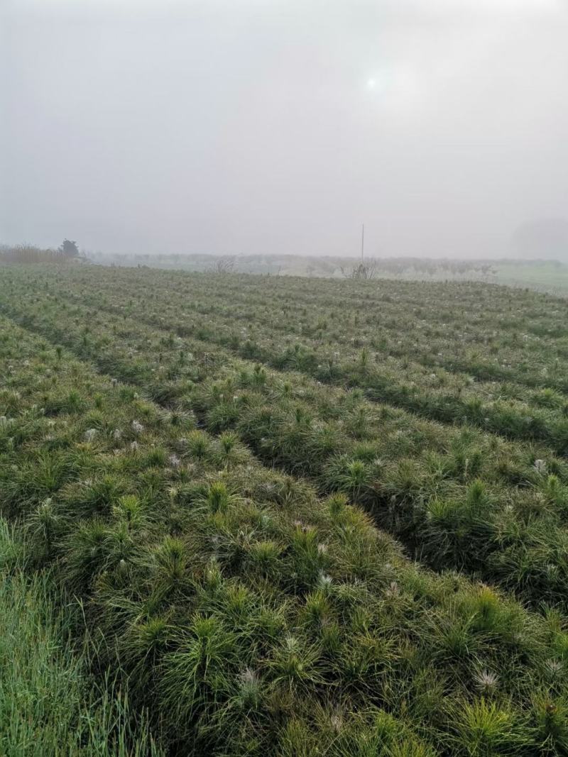 松树苗，湿地松苗，一年松树苗，江西湿地松，