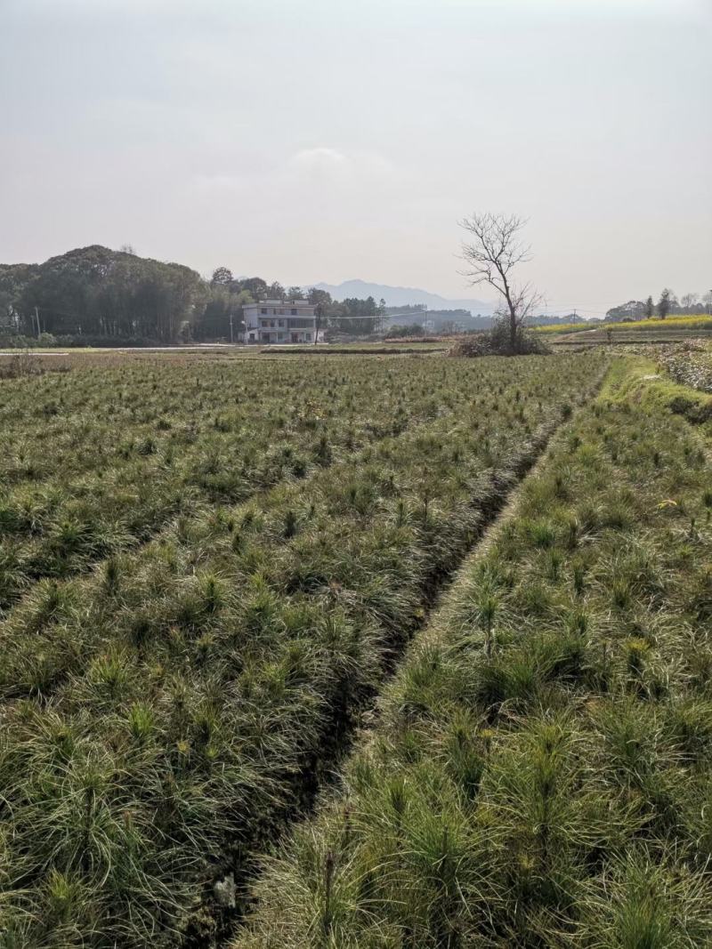 松树苗，湿地松苗，一年松树苗，江西湿地松，