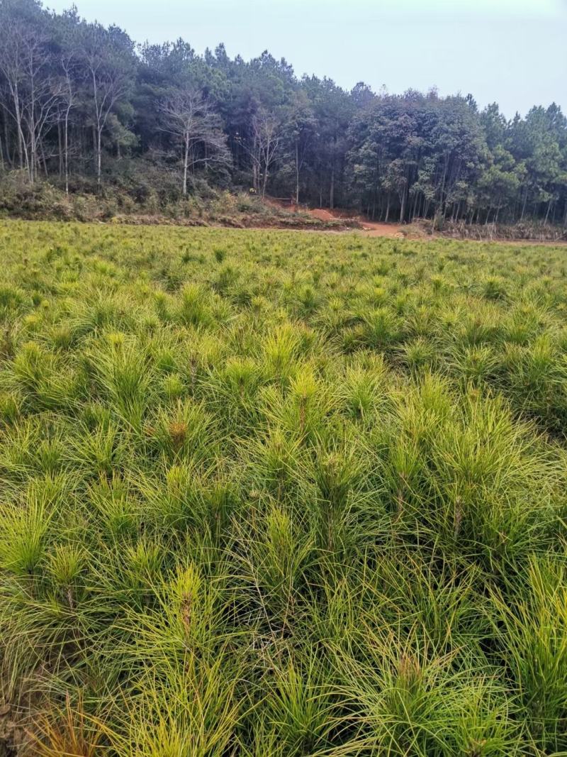松树苗，湿地松苗，一年松树苗，江西湿地松，