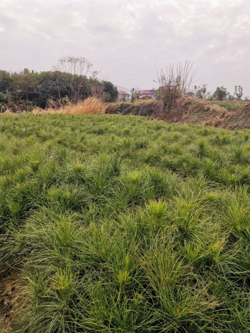 松树苗，湿地松苗，一年松树苗，江西湿地松，