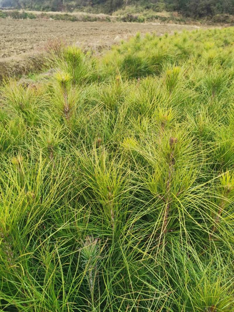 松树苗，湿地松苗，一年松树苗，江西湿地松，