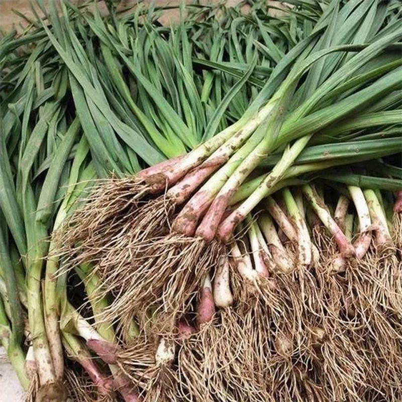 红根蒜苗四六瓣蒜苗现货现发微泥量大从优