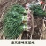 红根蒜苗四六瓣蒜苗现货现发微泥量大从优