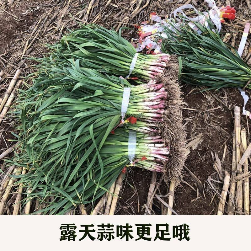 红根蒜苗四六瓣蒜苗现货现发微泥量大从优