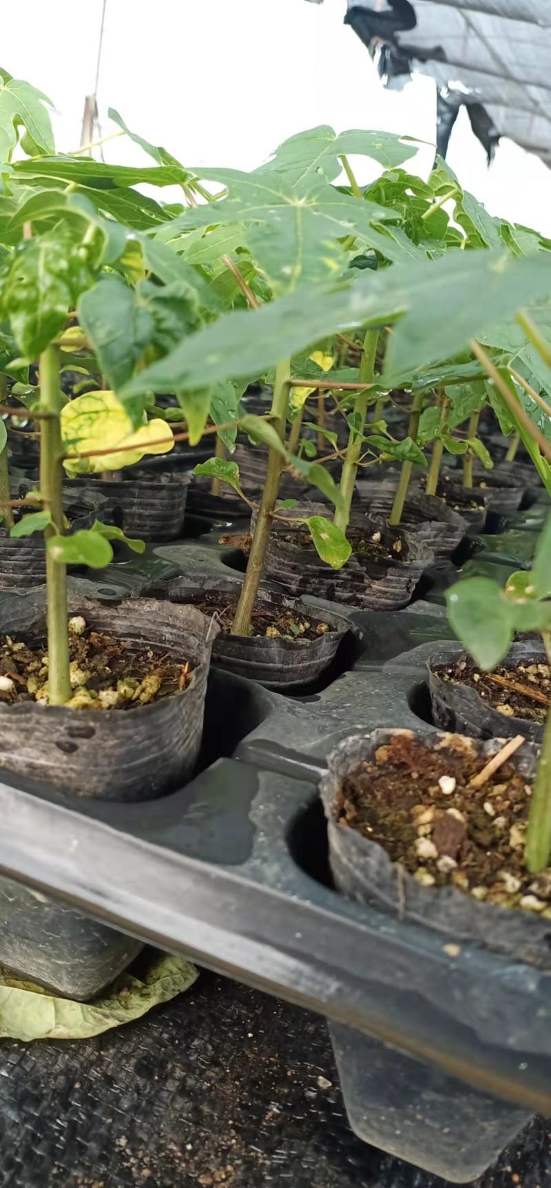 木瓜苗大青红肉水果木瓜苗四季结果营养杯苗发货