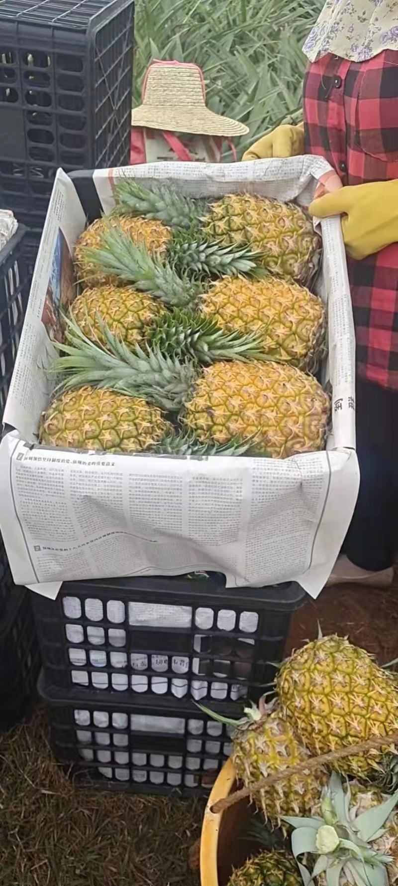 菠萝