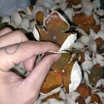 陈皮落地皮