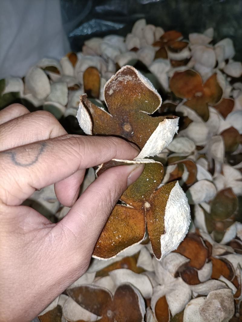 陈皮落地皮