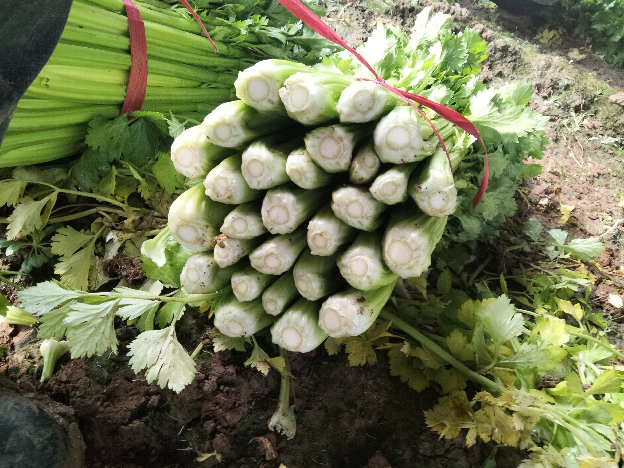 西芹与香芹对比图