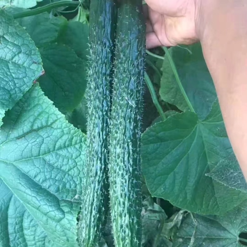 黄瓜，油亮密刺带花，产地直销。直供商标市场