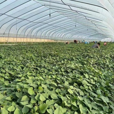 脱毒原种西瓜红薯苗秦薯五号高产优质颗颗精品保成活率