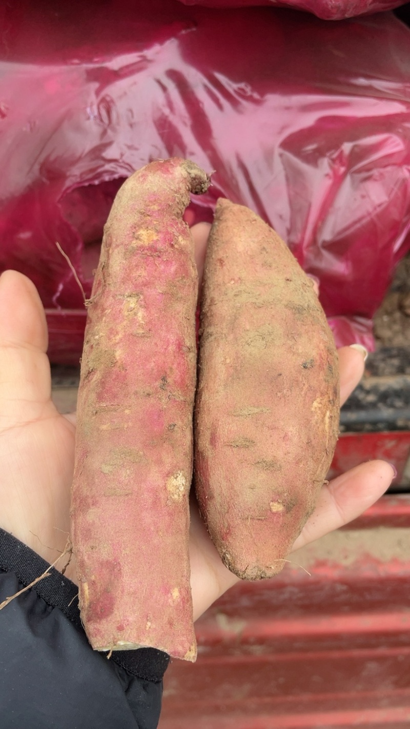 河北雄县特产红薯