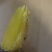 河北雄县特产红薯