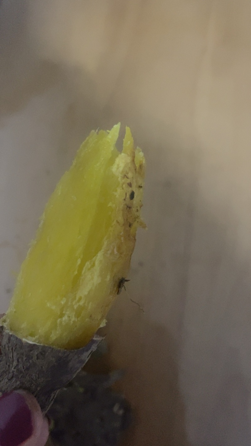河北雄县特产红薯