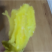 河北雄县特产红薯