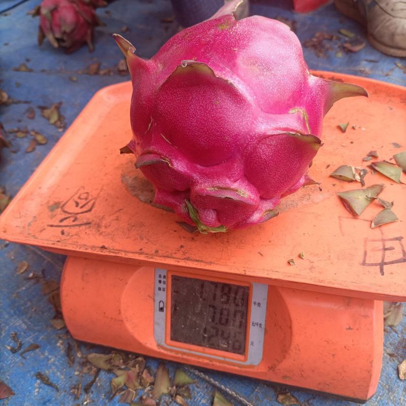 金都一号红心火龙果