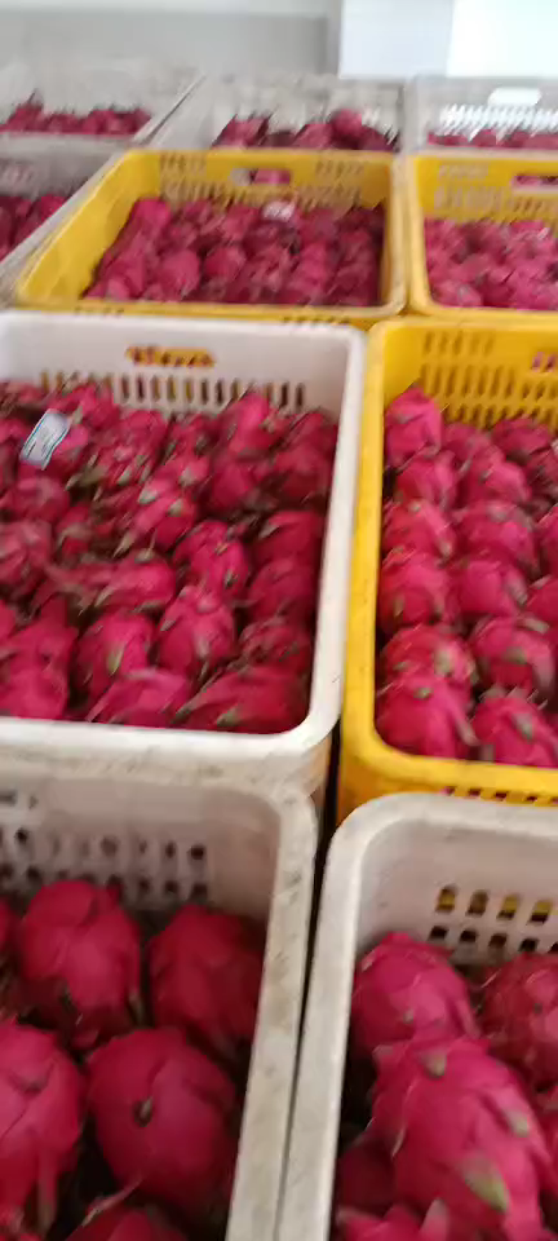 金都一号红心火龙果