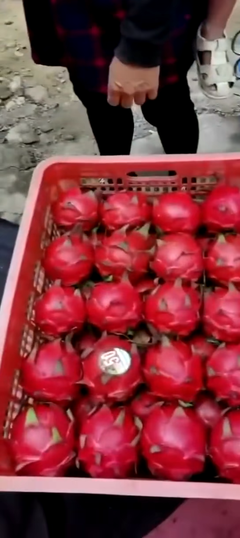 金都一号红心火龙果