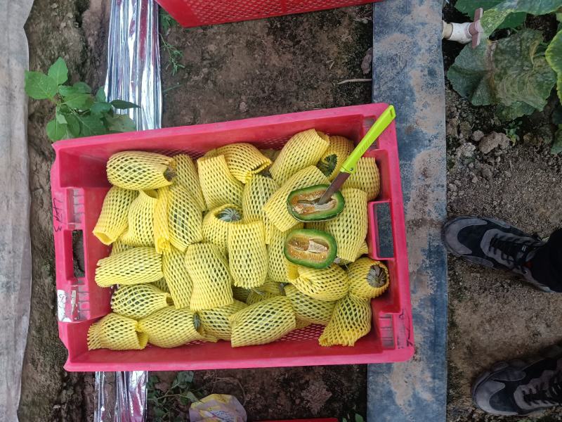 （基地直供）（实力代办）博洋九通货，只要需要就能满足……