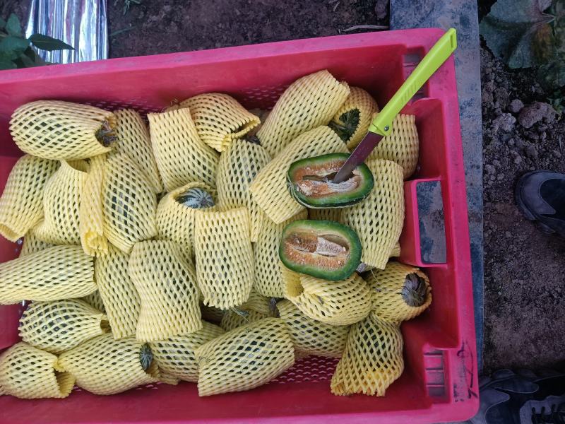 （基地直供）（实力代办）博洋九通货，只要需要就能满足……