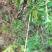 广西大山中草药材雾水葛糯米藤拔脓草全草带根生品