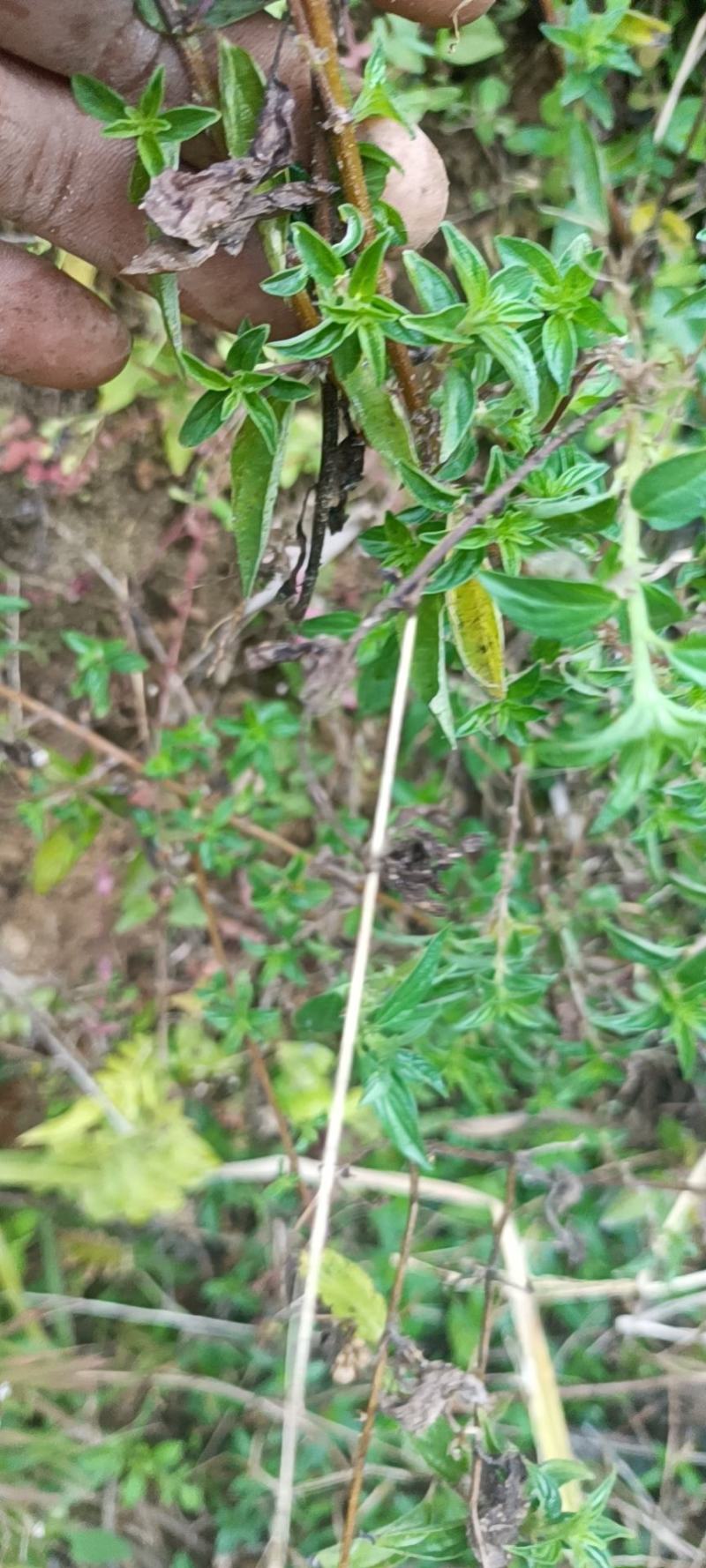 广西大山中草药材雾水葛糯米藤拔脓草全草带根生品