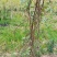 广西大山中草药材雾水葛糯米藤拔脓草全草带根生品