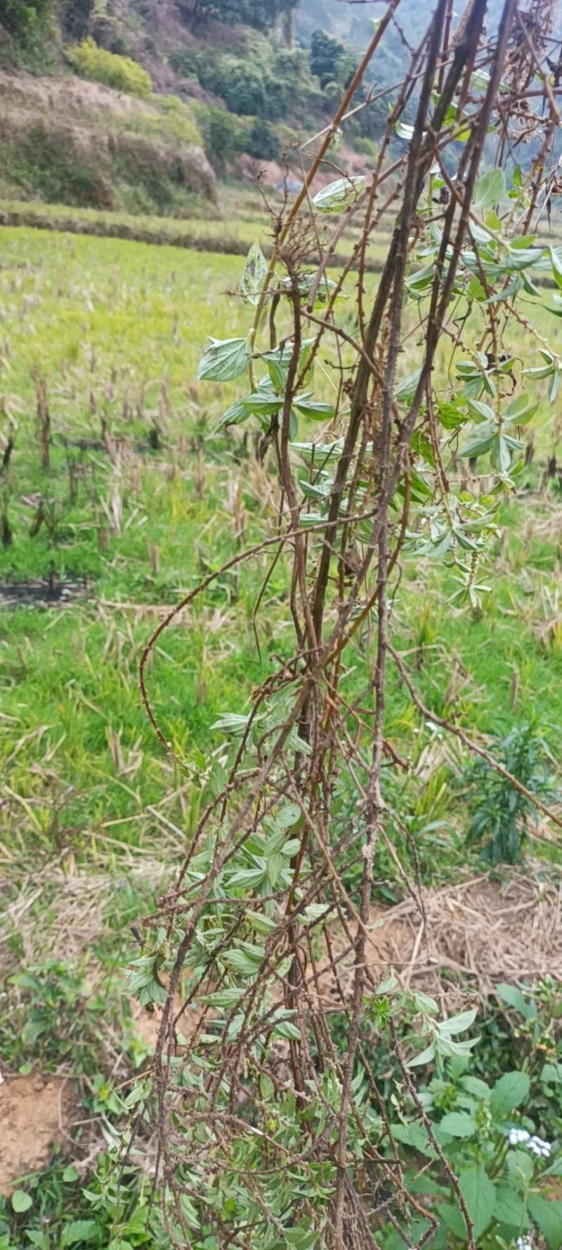 广西大山中草药材雾水葛糯米藤拔脓草全草带根生品