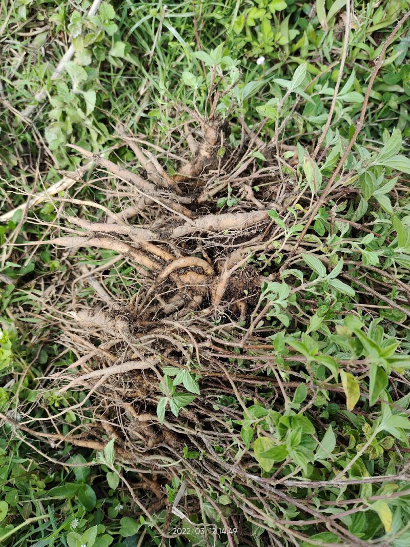 广西大山中草药材雾水葛糯米藤拔脓草全草带根生品