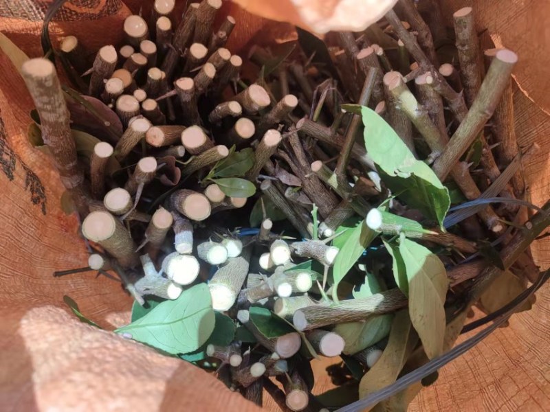 广东香水柠檬苗，水果王子燕窝火龙果苗，大批高端果苗