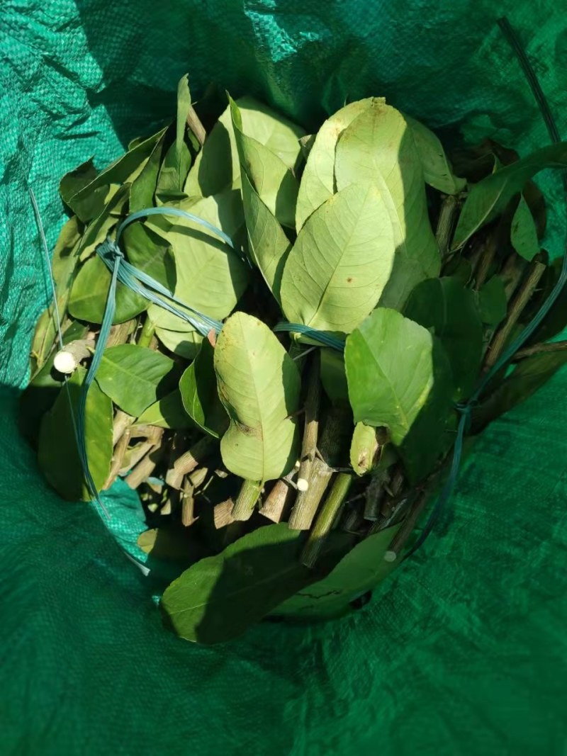 广东香水柠檬苗，水果王子燕窝火龙果苗，大批高端果苗