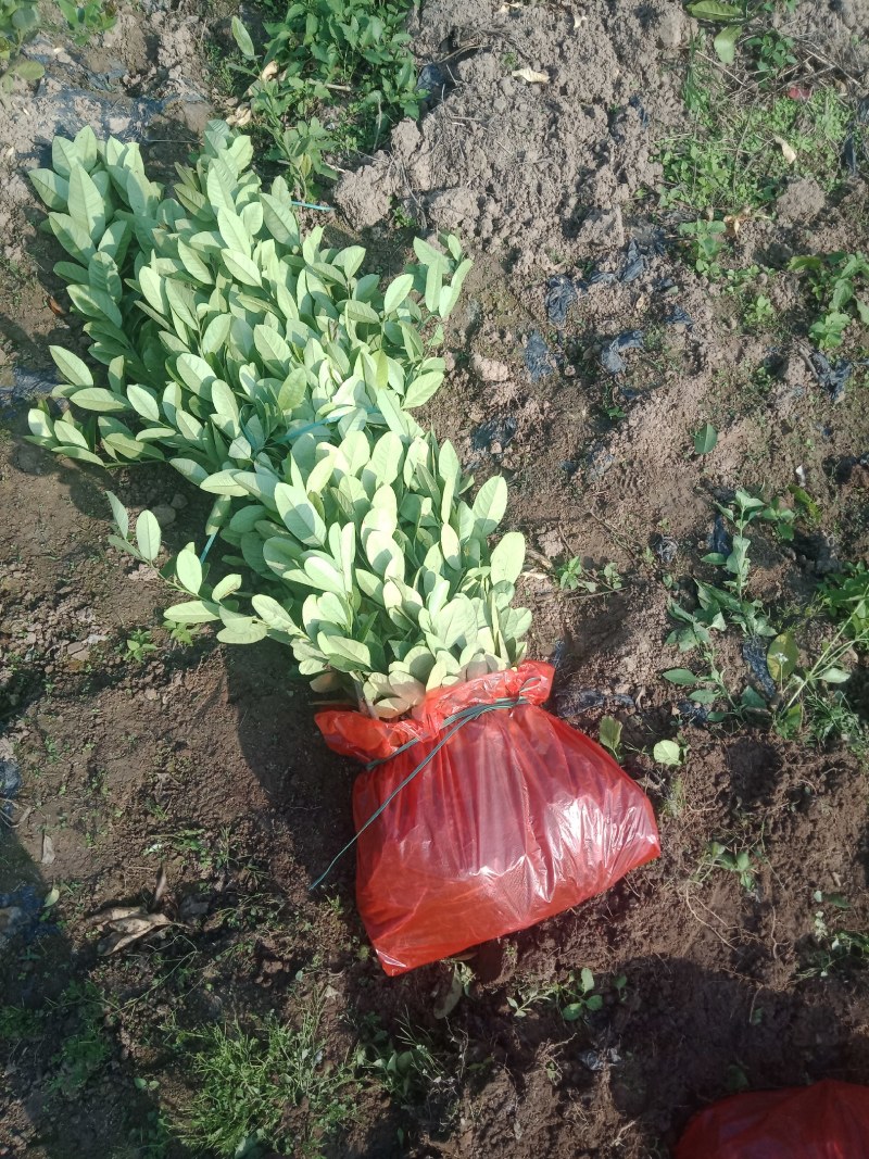 广东香水柠檬苗，水果王子燕窝火龙果苗，大批高端果苗