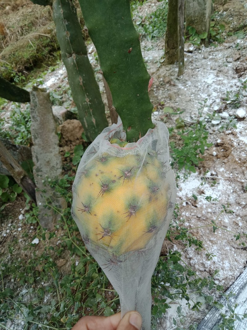 广东香水柠檬苗，水果王子燕窝火龙果苗，大批高端果苗