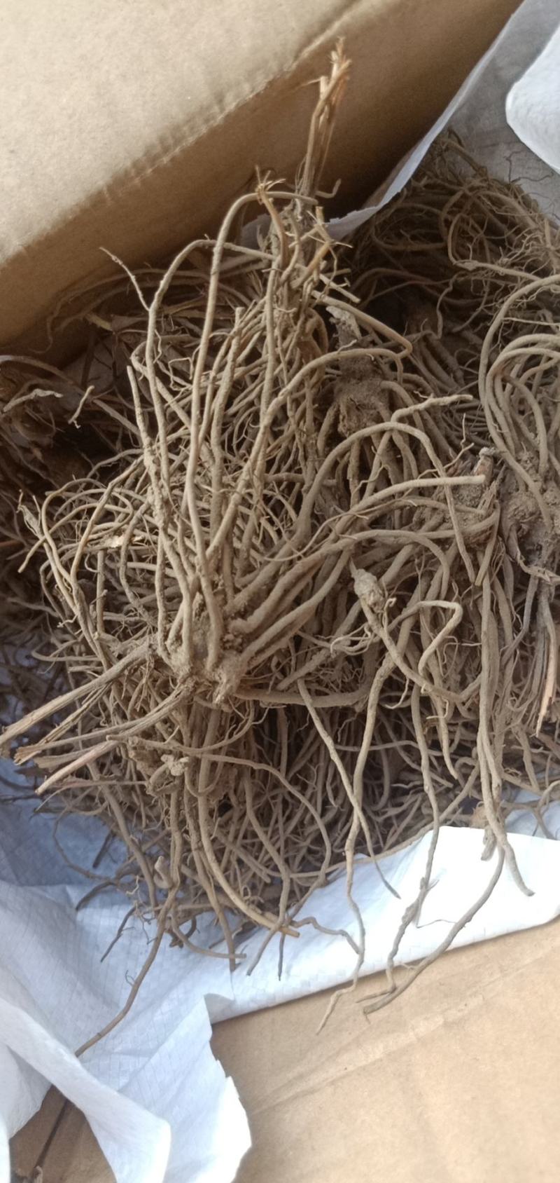 出售一年朱砂点苍术苗子