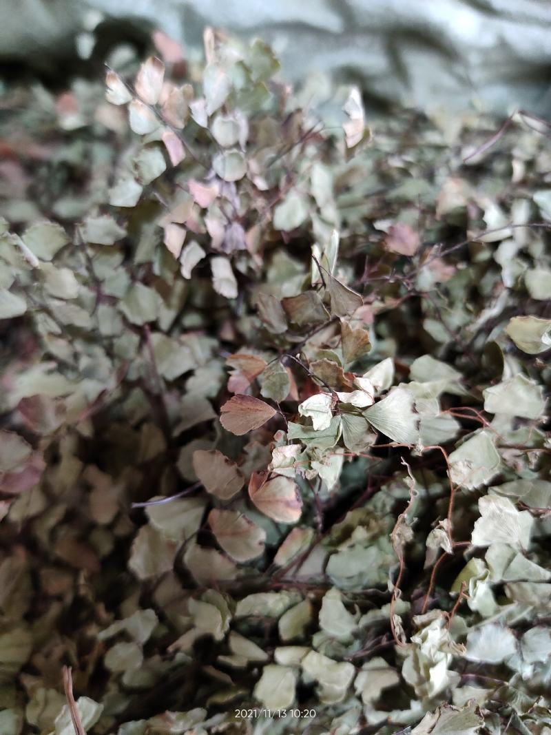 广西中草药鱼鳞草猪鬓草冷背中草药