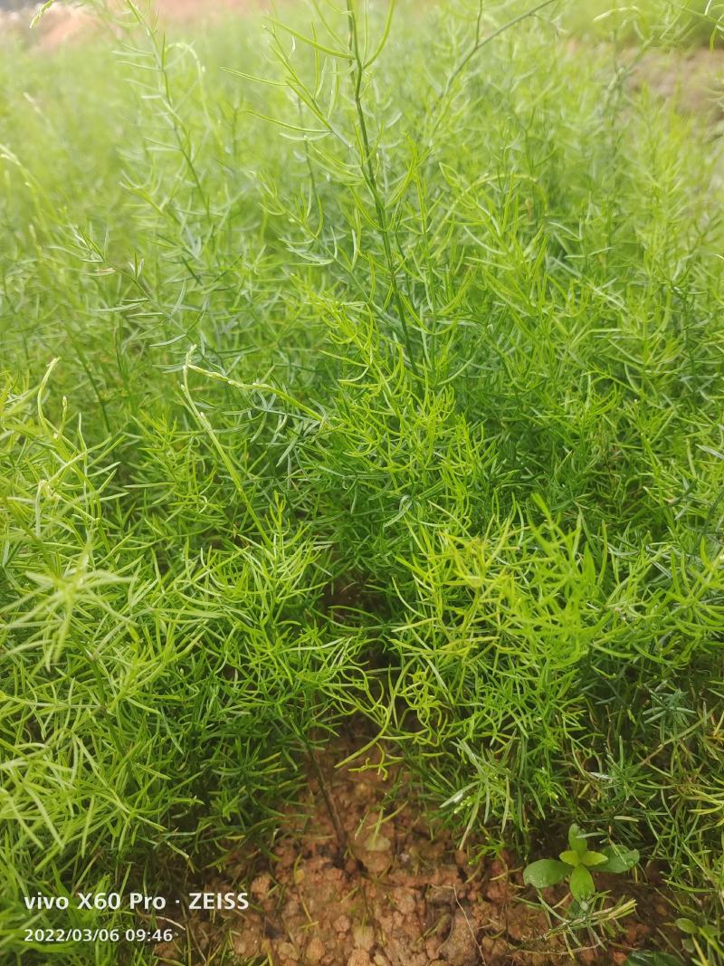 大天冬苗，量大量小一样低价批发，全程指导种植！