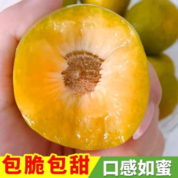 六马蜂糖李，八月瓜
