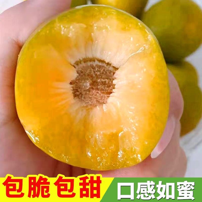 六马蜂糖李，八月瓜